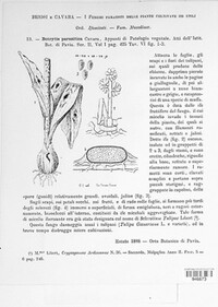 Botrytis tulipae image